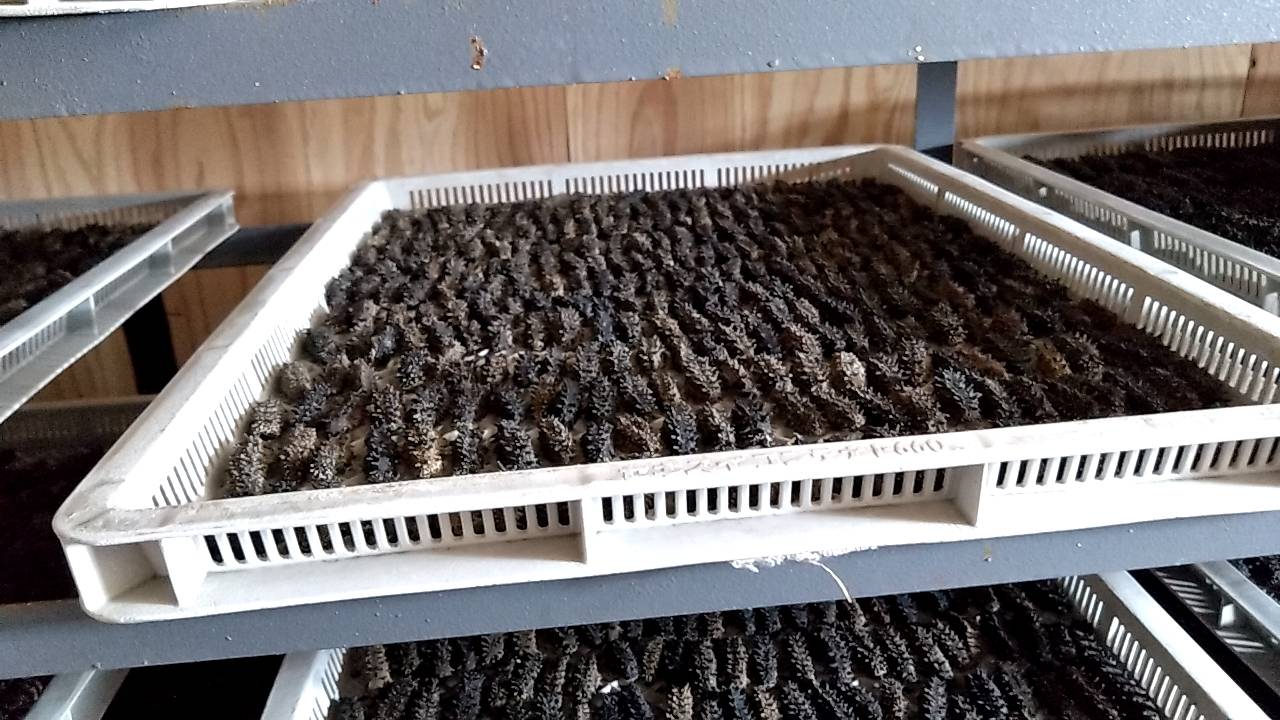 乾燥ナマコ近影