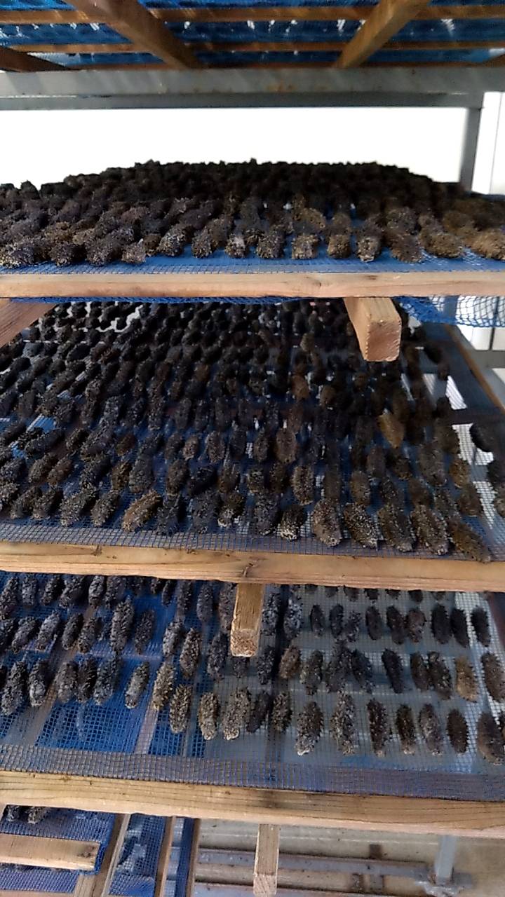 乾燥ナマコ整列